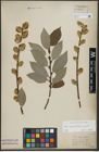 Foto von Salix appendiculata Vill. x Salix caprea L.